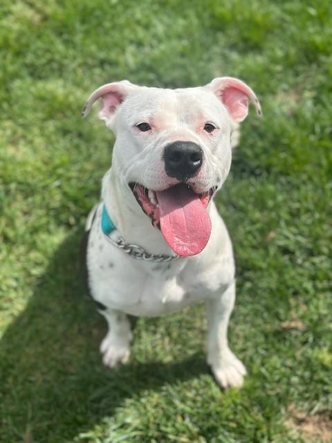 Dog For Adoption Rocket A Pit Bull Terrier In Manteca CA Petfinder Dog For Adoption Rocket A Pit Bull Terrier In Manteca CA Petfinder