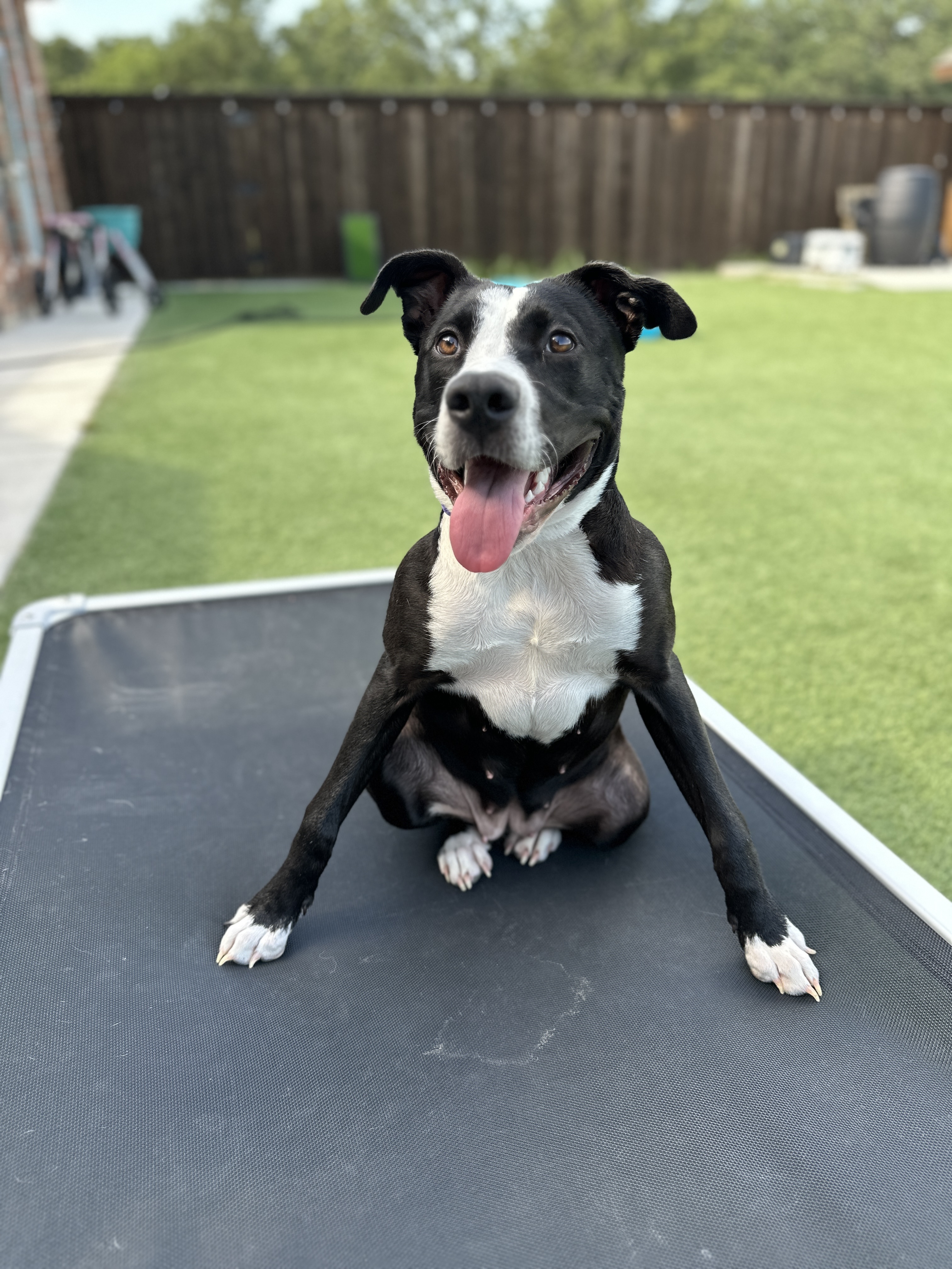 Enlarge Kirby, a Adoptable mixed breed in Mckinney, TX image 2/8