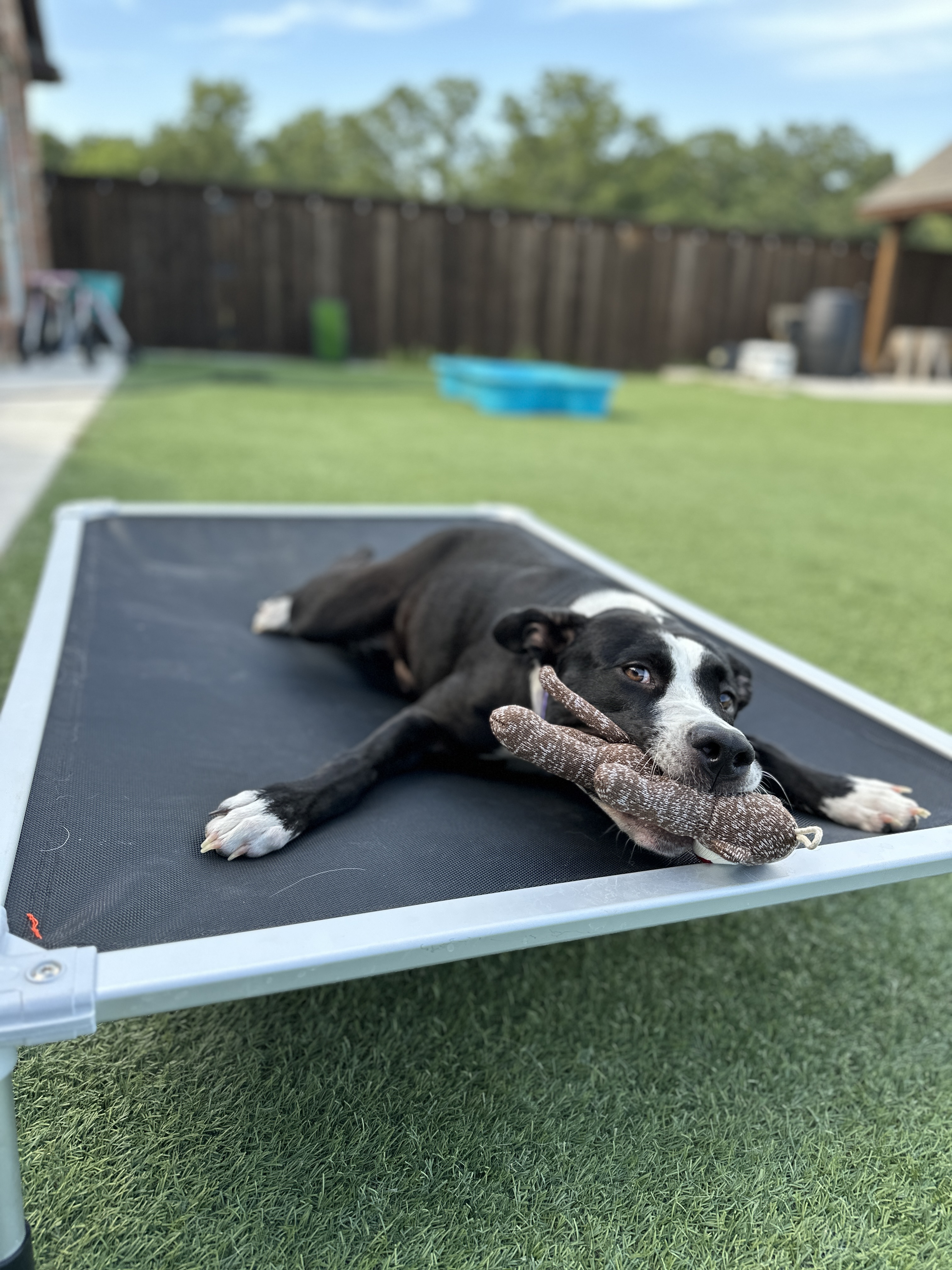 Enlarge Kirby, a Adoptable mixed breed in Mckinney, TX image 3/8