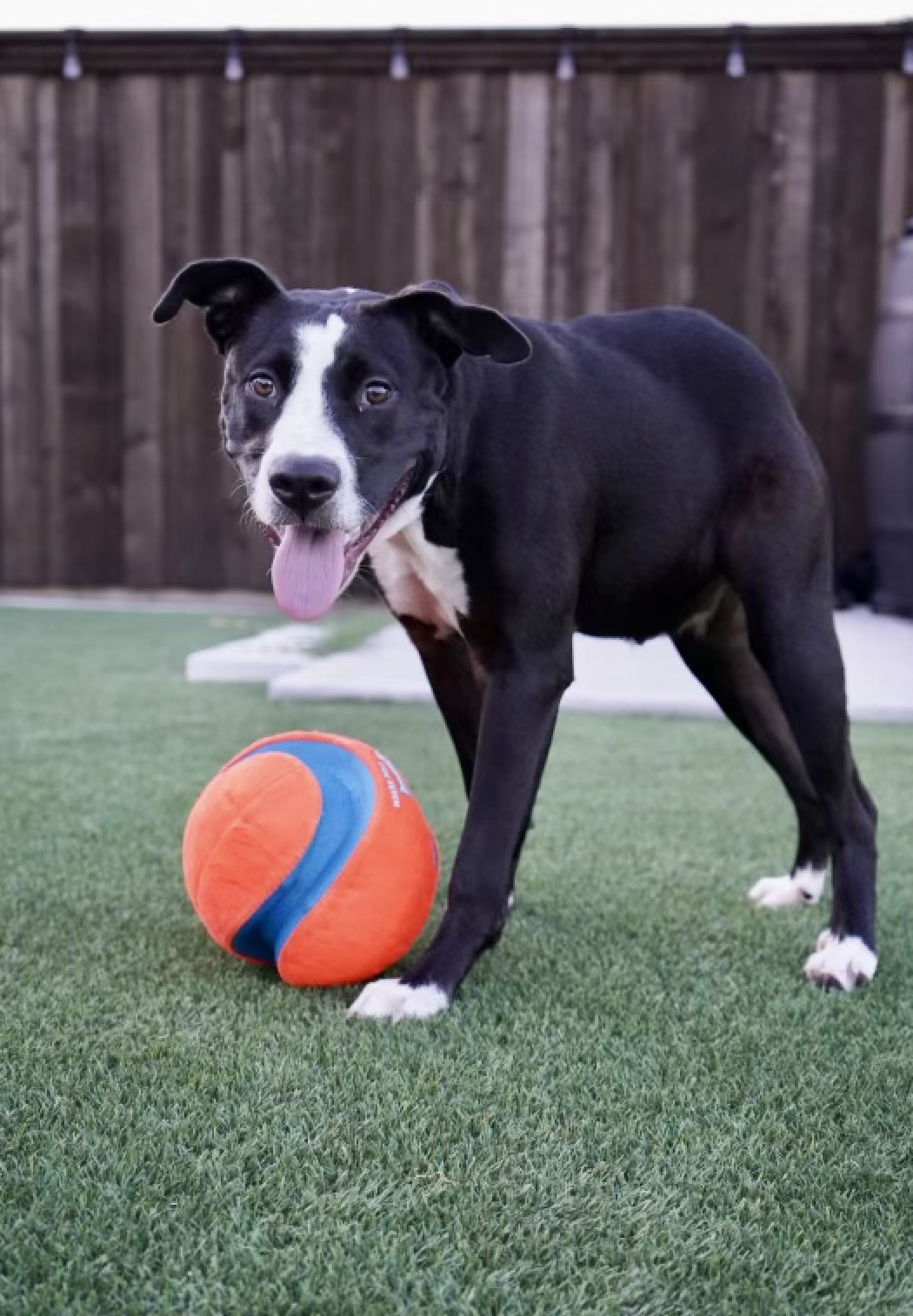 Enlarge Kirby, a Adoptable mixed breed in Mckinney, TX image 4/8