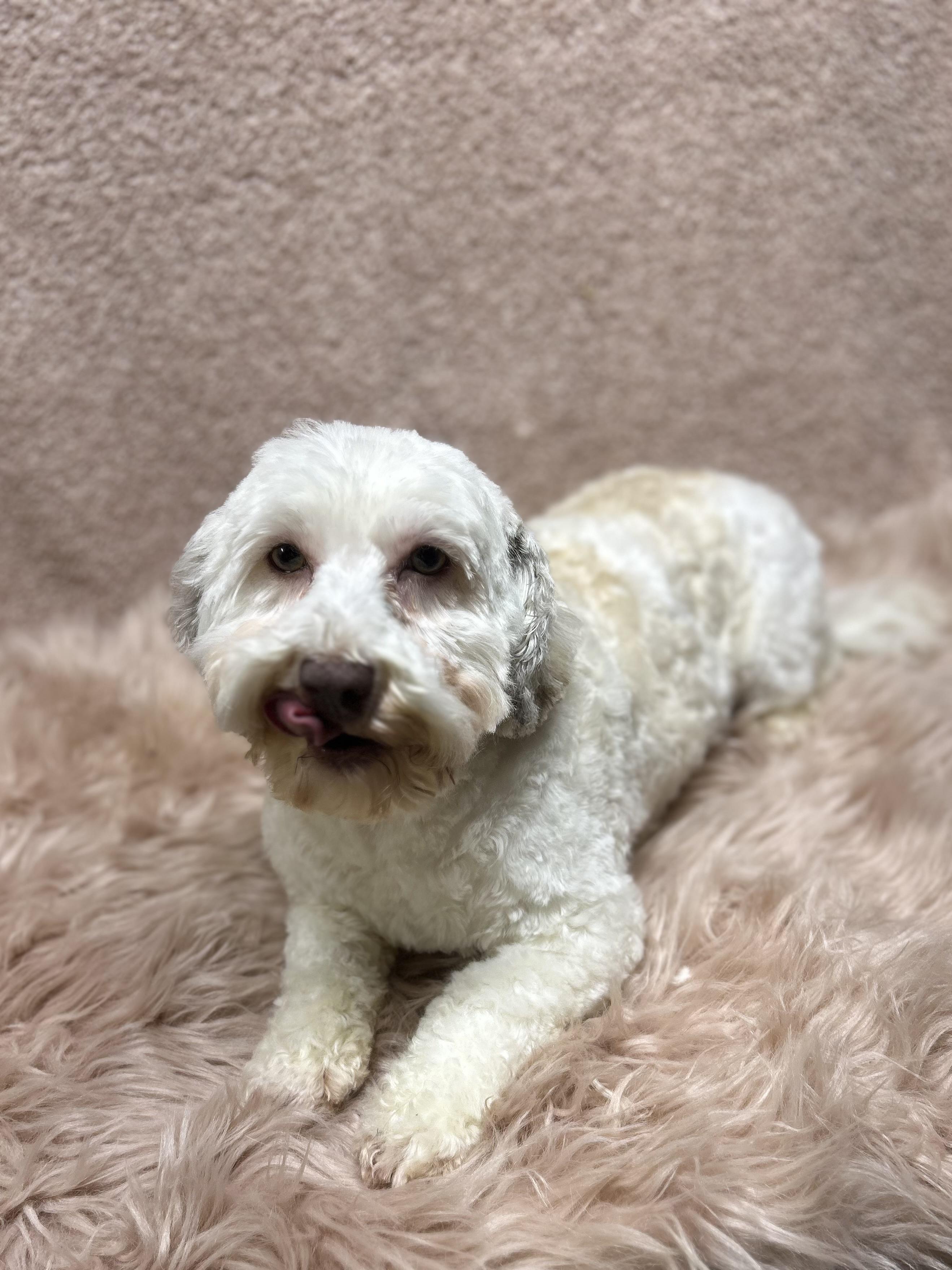 Enlarge NIKKI, a Adoptable Havanese in Elyria, OH image 4/6
