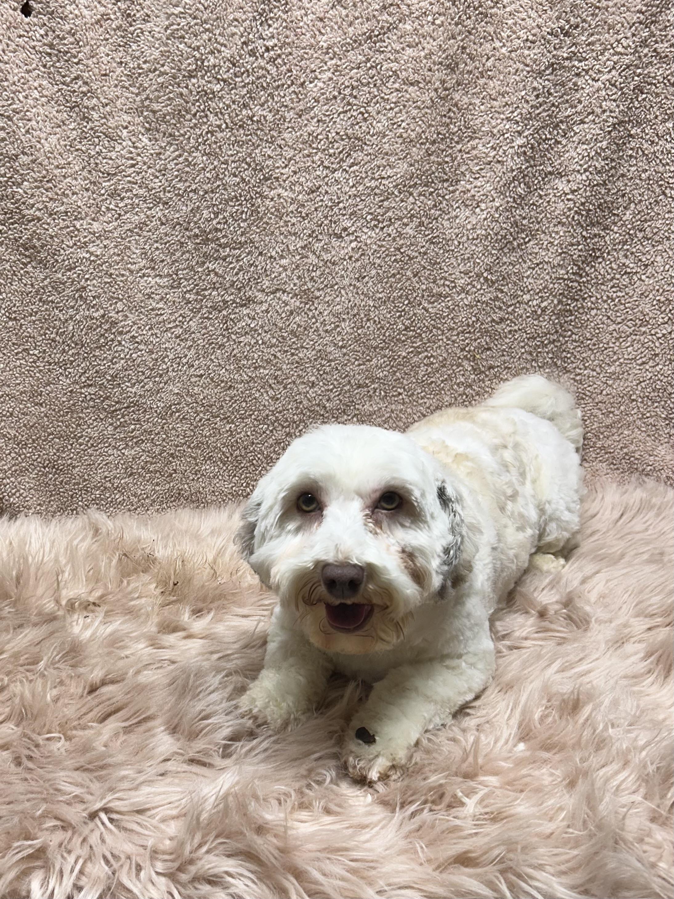 Enlarge NIKKI, a Adoptable Havanese in Elyria, OH image 6/6