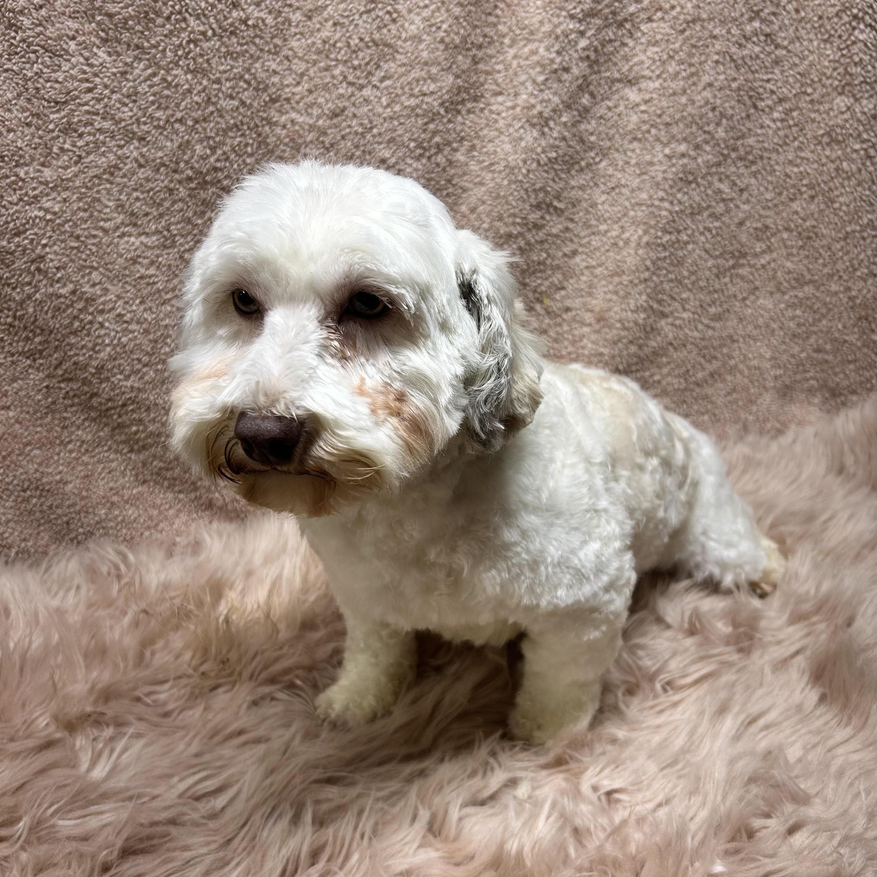 Enlarge NIKKI, a Adoptable Havanese in Elyria, OH image 3/6