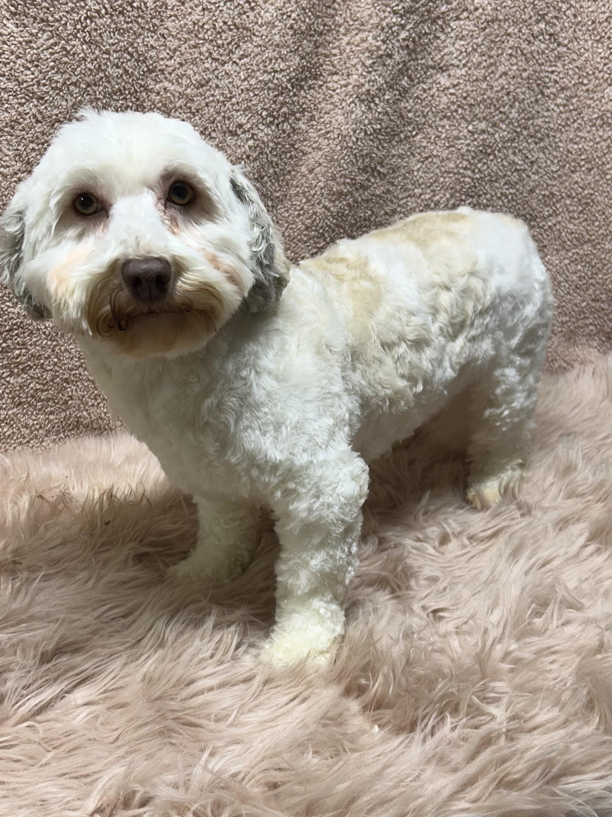 Enlarge NIKKI, a Adoptable Havanese in Elyria, OH image 2/6