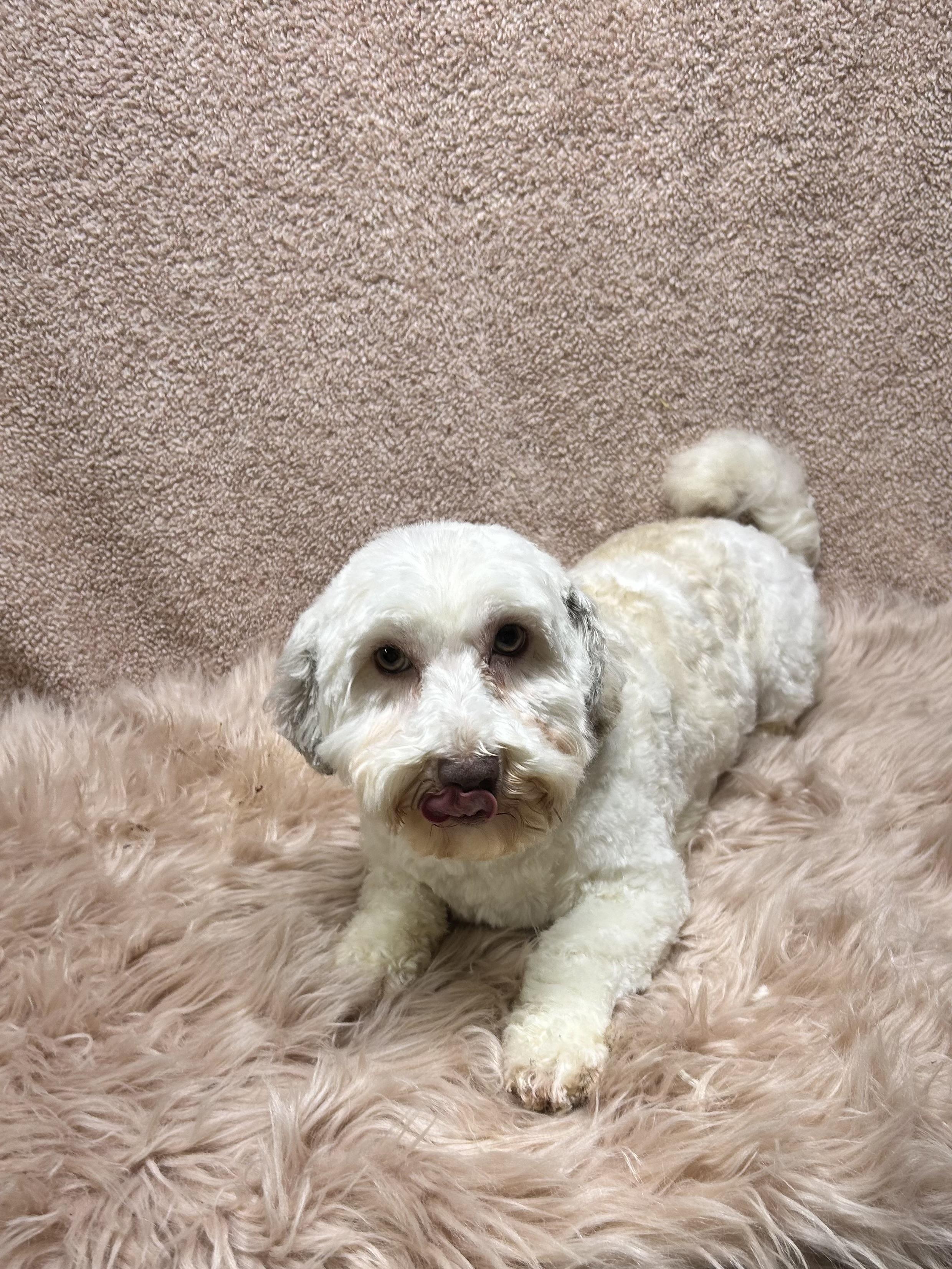 NIKKI, Adoptable, Adult Female Havanese.