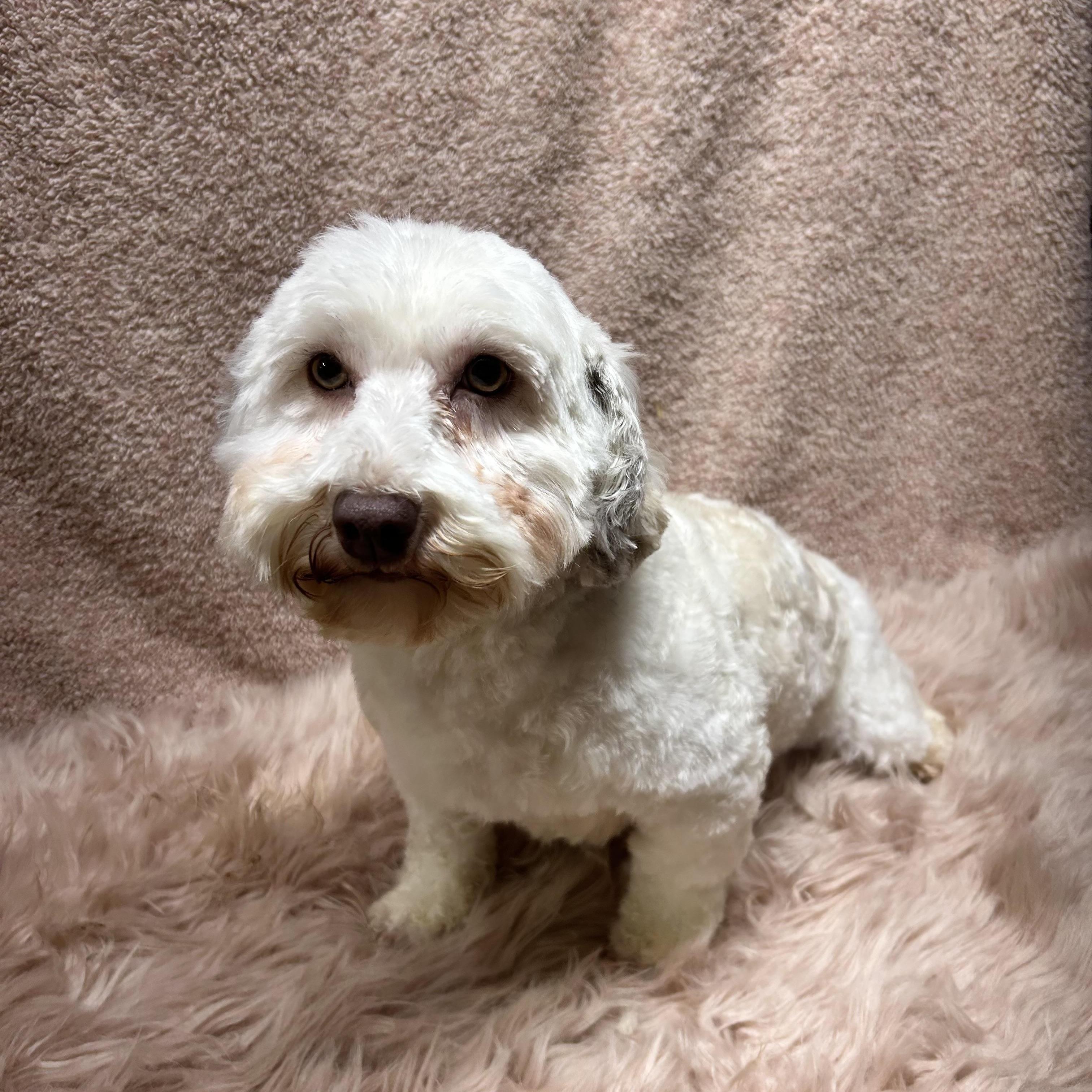 Enlarge NIKKI, a Adoptable Havanese in Elyria, OH image 5/6