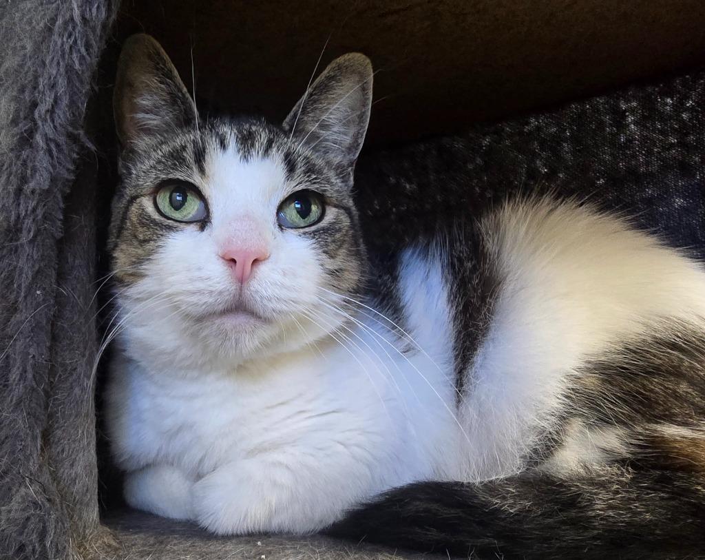 Cleo, Adoptable, Adult Female Domestic Short Hair.