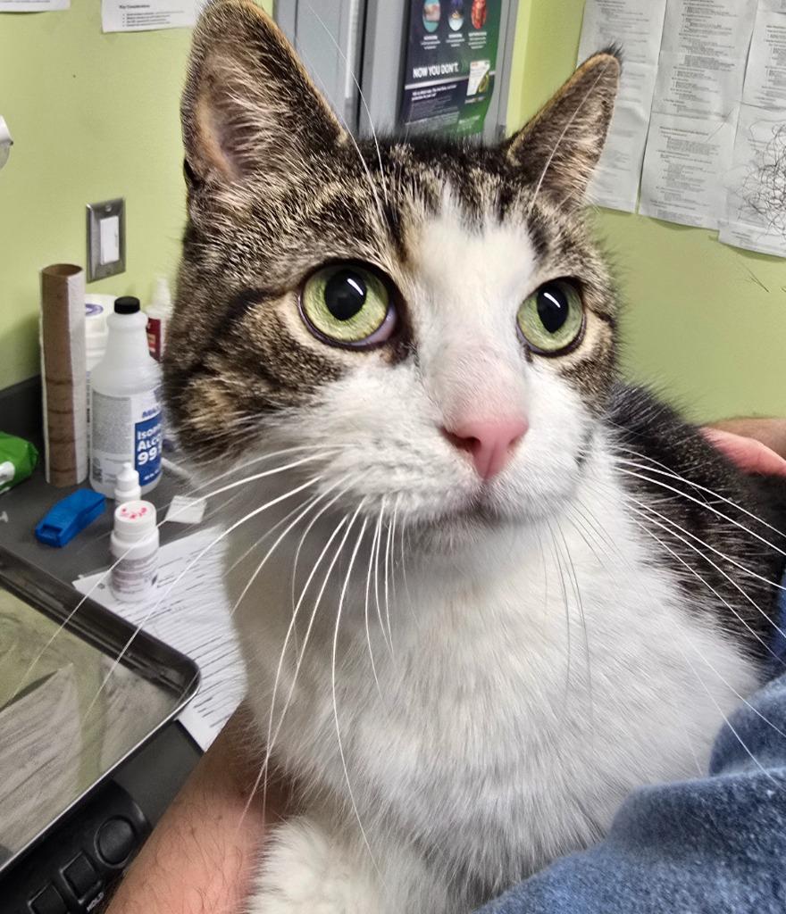 Cleo, Adoptable, Adult Female Domestic Short Hair.
