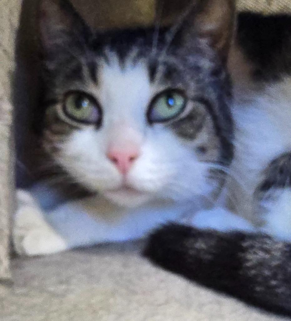 Enlarge Cleo, a Adoptable mixed breed in Auburn, IN image 2/2