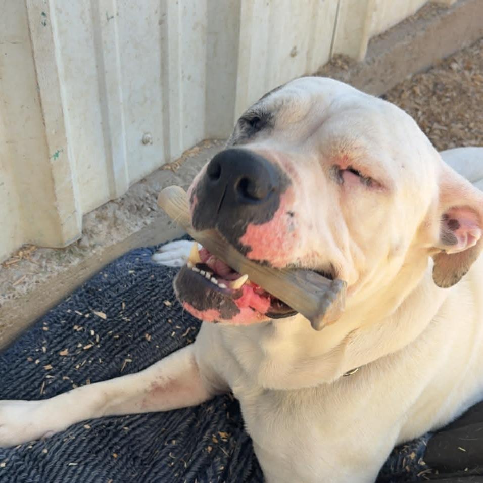 Bubble Bath, Adoptable, Adult Female Pit Bull Terrier.