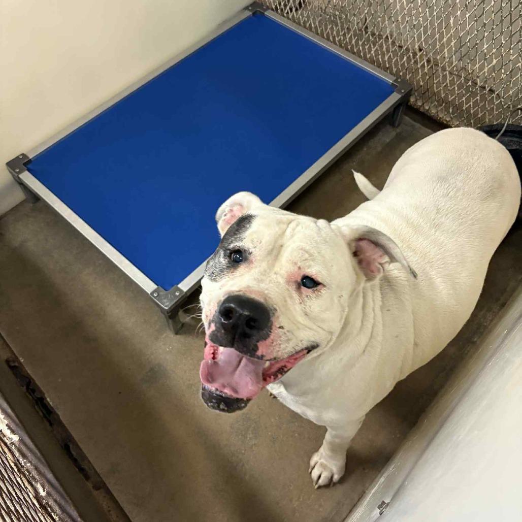 Bubble Bath, a Adoptable Pit Bull Terrier in Stephenville, TX image 2/6