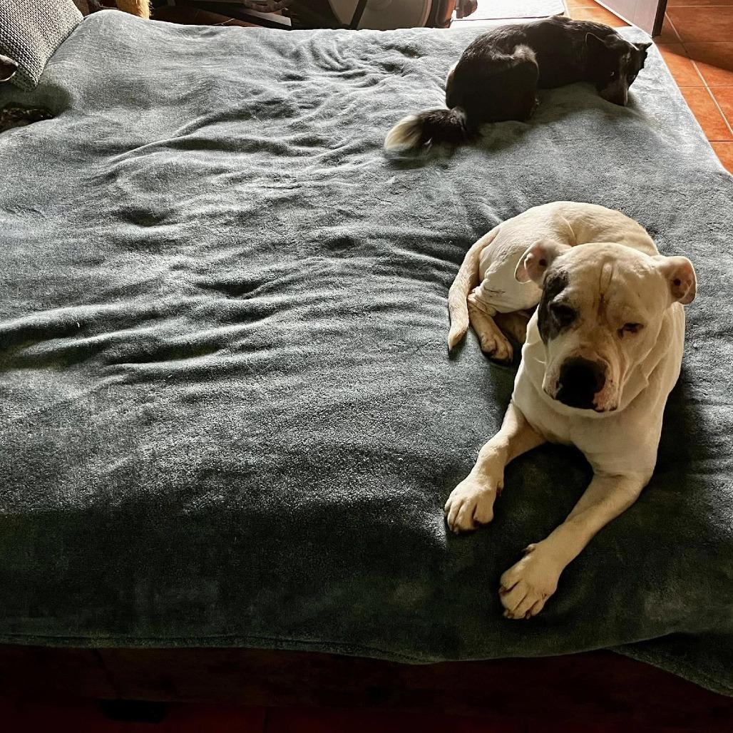Bubble Bath, a Adoptable Pit Bull Terrier in Stephenville, TX image 3/6