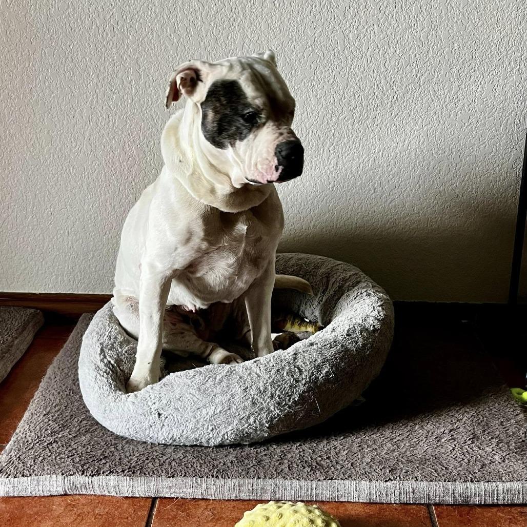 Bubble Bath, a Adoptable Pit Bull Terrier in Stephenville, TX image 4/6