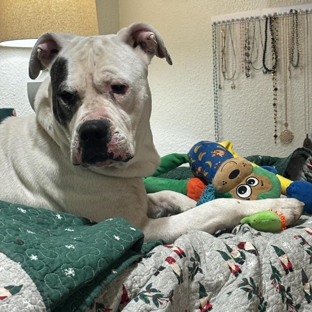 Bubble Bath, a Adoptable Pit Bull Terrier in Stephenville, TX image 5/6