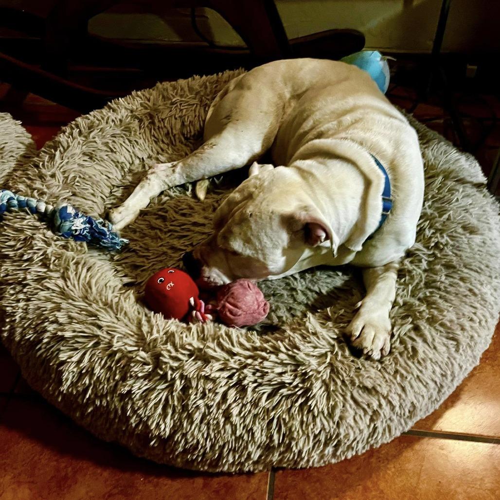 Bubble Bath, a Adoptable Pit Bull Terrier in Stephenville, TX image 6/6