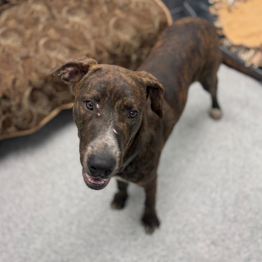 Lenny, Adoptable, Young Male Catahoula Leopard Dog & Labrador Retriever.