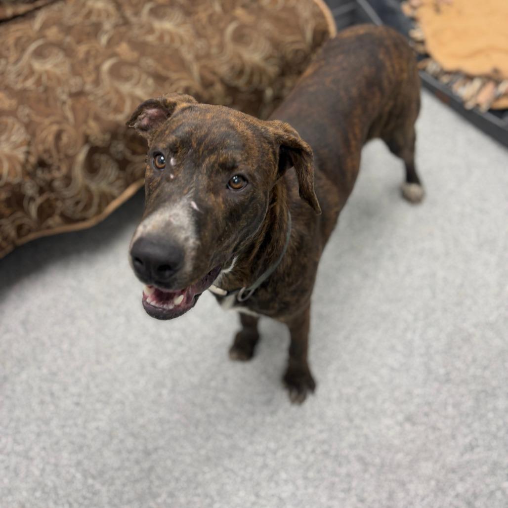 Lenny, an adopted mixed breed in Monticello, IA image 2/6