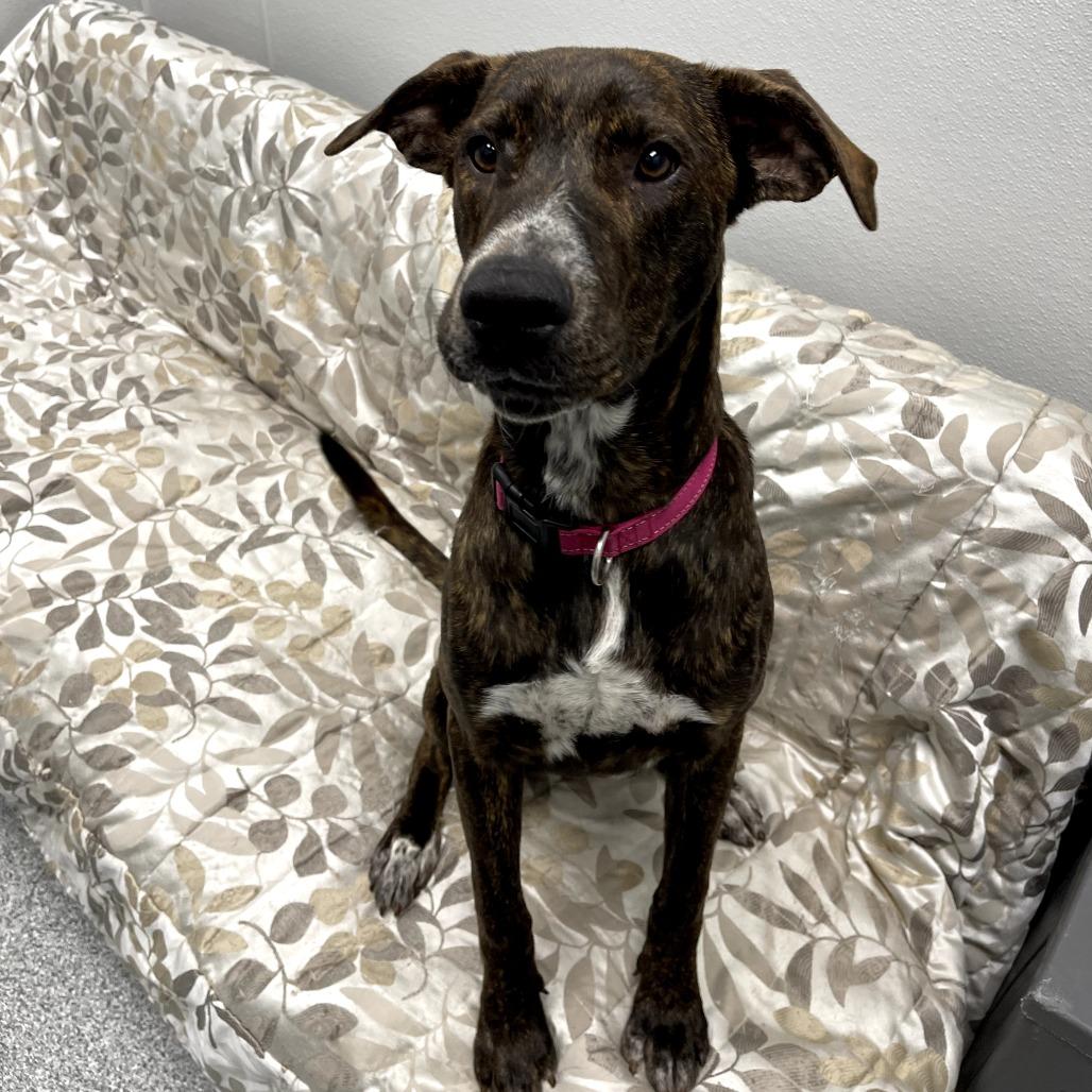 Lenny, an adopted mixed breed in Monticello, IA image 3/6