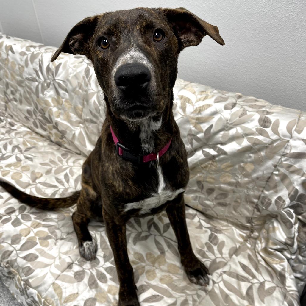 Lenny, an adopted mixed breed in Monticello, IA image 4/6