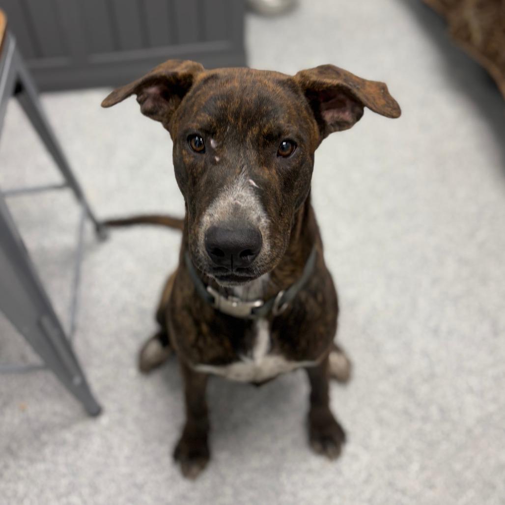 Lenny, an adopted mixed breed in Monticello, IA image 5/6