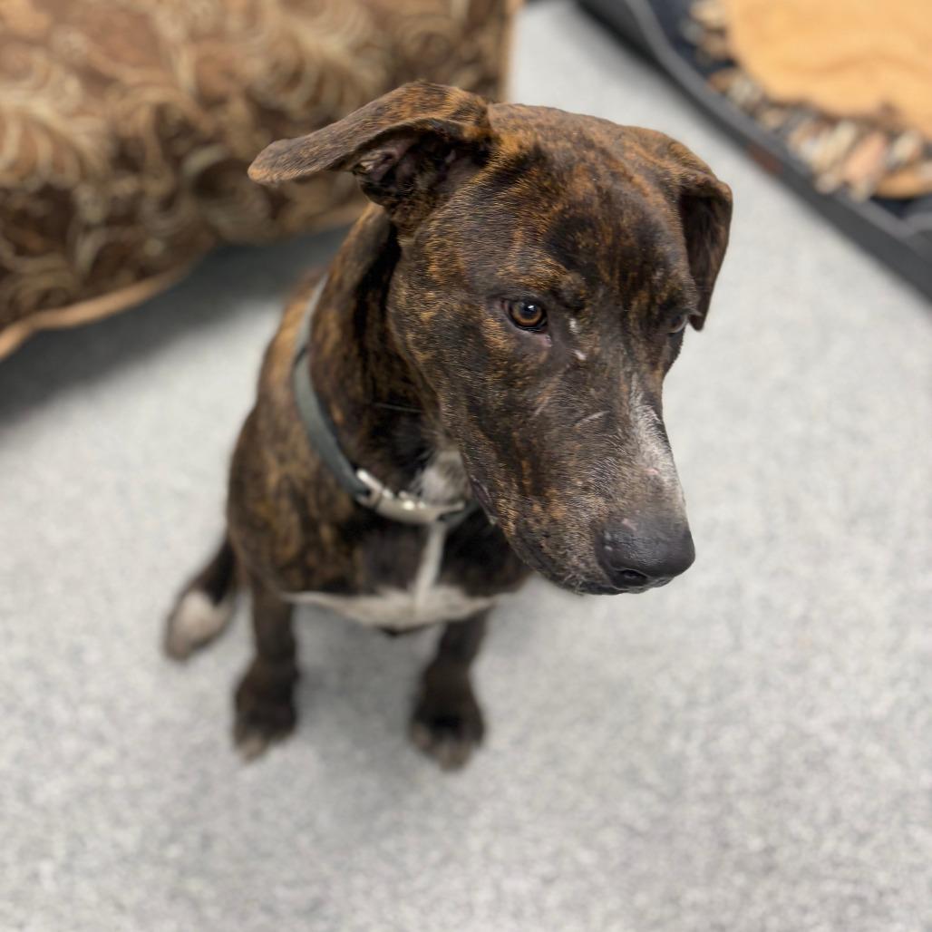 Lenny, an adopted mixed breed in Monticello, IA image 6/6