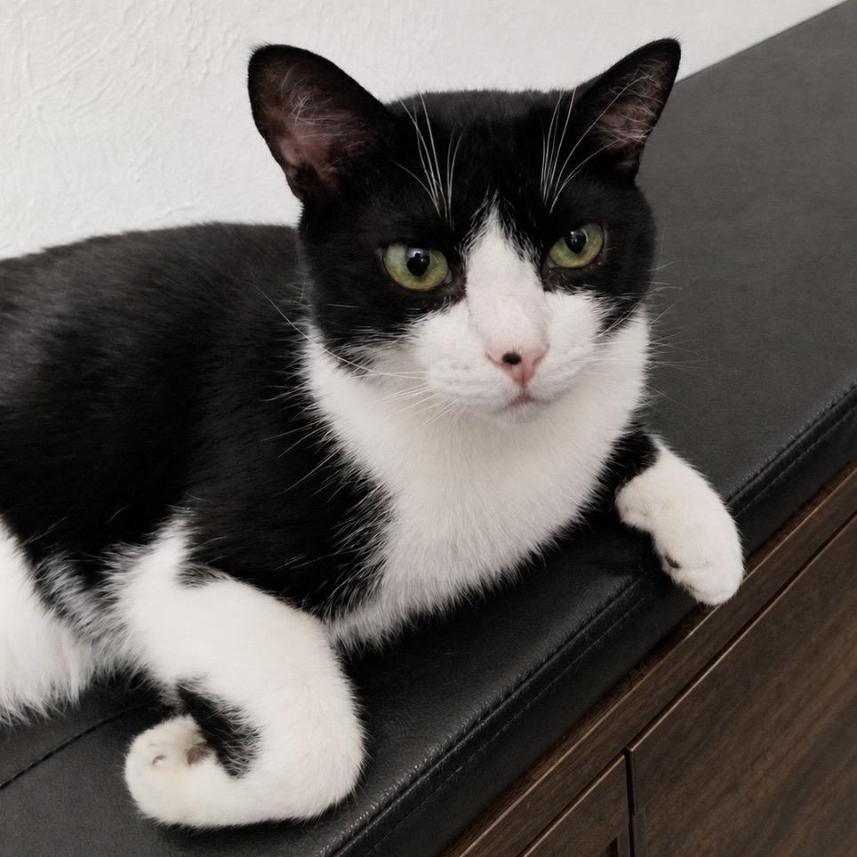 Mango, Adoptable, Senior Male Domestic Short Hair.