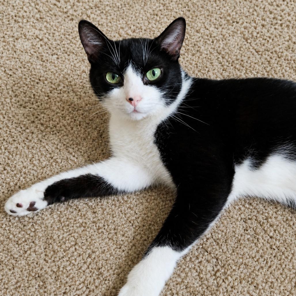 Mango, a Adoptable Domestic Short Hair in Flower Mound, TX image 2/6