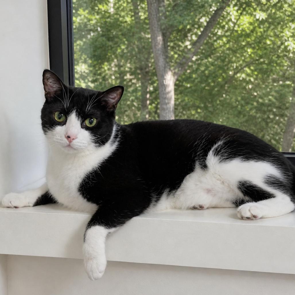 Mango, a Adoptable Domestic Short Hair in Flower Mound, TX image 3/6