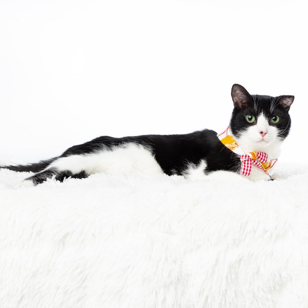 Mango, a Adoptable Domestic Short Hair in Flower Mound, TX image 4/6