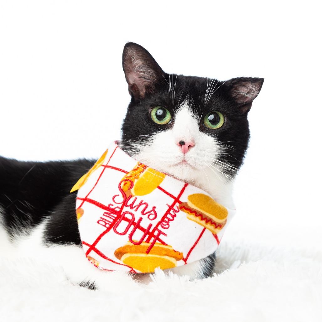 Mango, a Adoptable Domestic Short Hair in Flower Mound, TX image 5/6