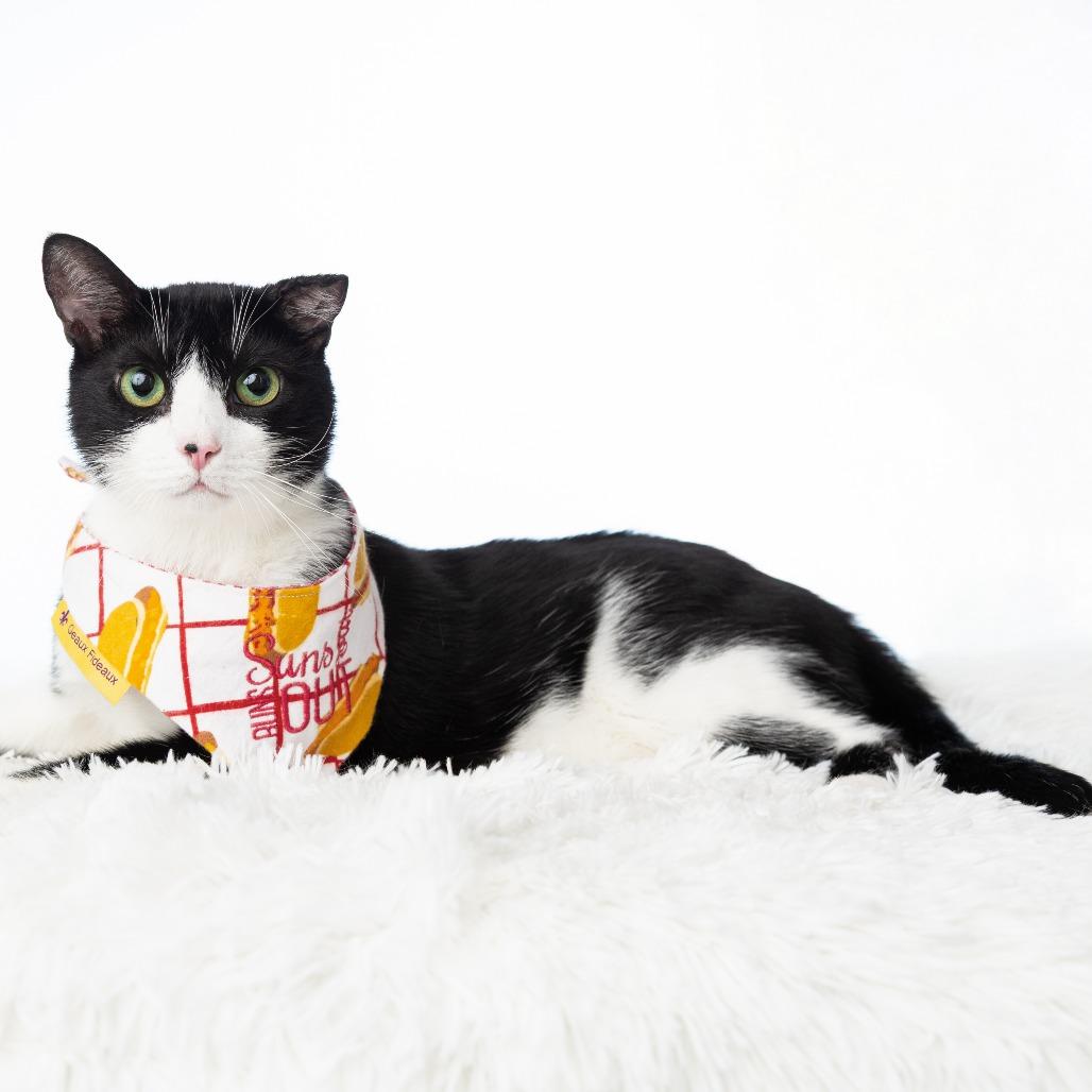 Enlarge Mango, a Adoptable Domestic Short Hair in Flower Mound, TX image 6/6