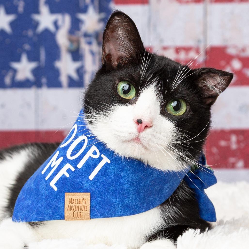 Mango, a Adoptable Domestic Short Hair in Flower Mound, TX image 6/6