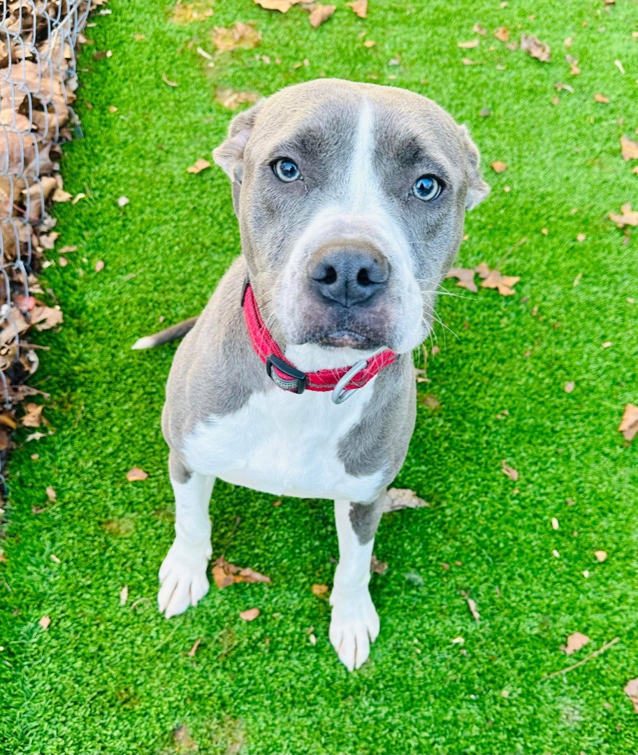 Rudy, a Adoptable Pit Bull Terrier in Hopkinsville, KY image 1/2