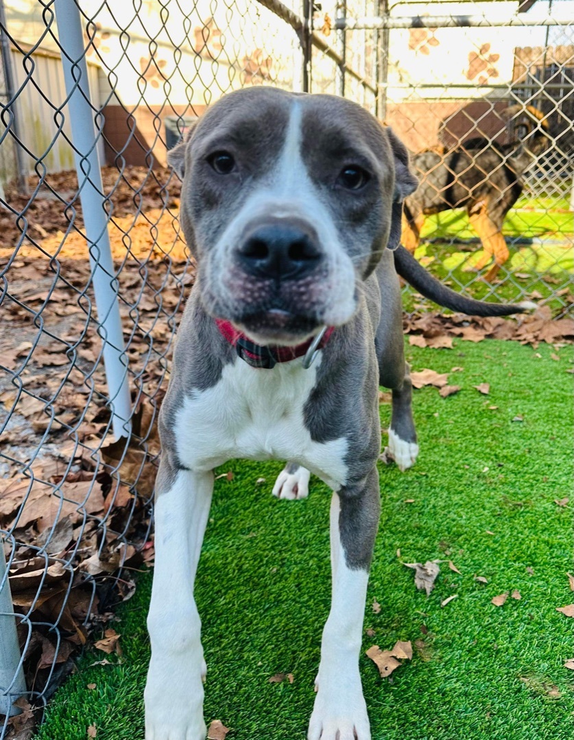 Rudy, a Adoptable Pit Bull Terrier in Hopkinsville, KY image 2/2