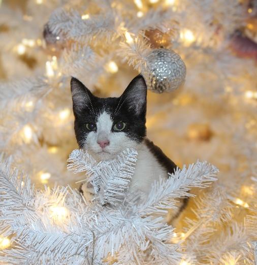 Enlarge Duckie, a Adoptable Domestic Short Hair in Lafayette, LA image 3/4