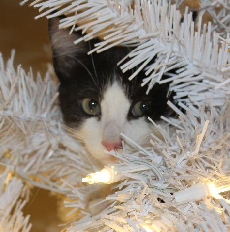 Enlarge Duckie, a Adoptable Domestic Short Hair in Lafayette, LA image 2/4