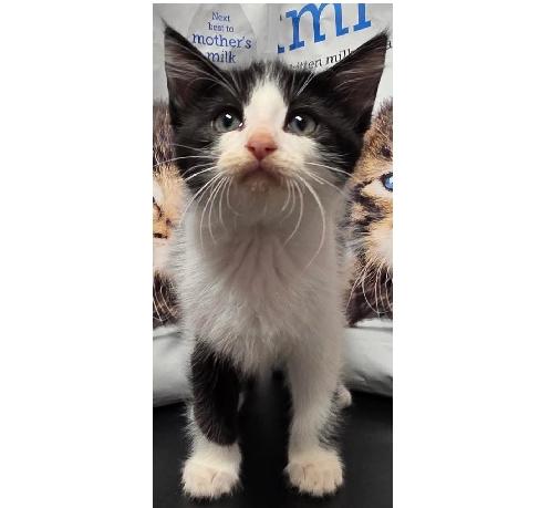 Duckie, Adoptable, Kitten Male Domestic Short Hair.