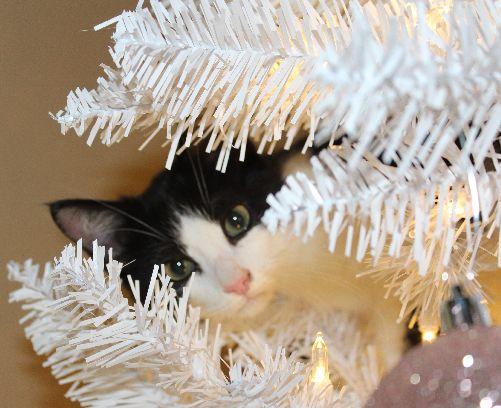 Enlarge Duckie, a Adoptable Domestic Short Hair in Lafayette, LA image 4/4