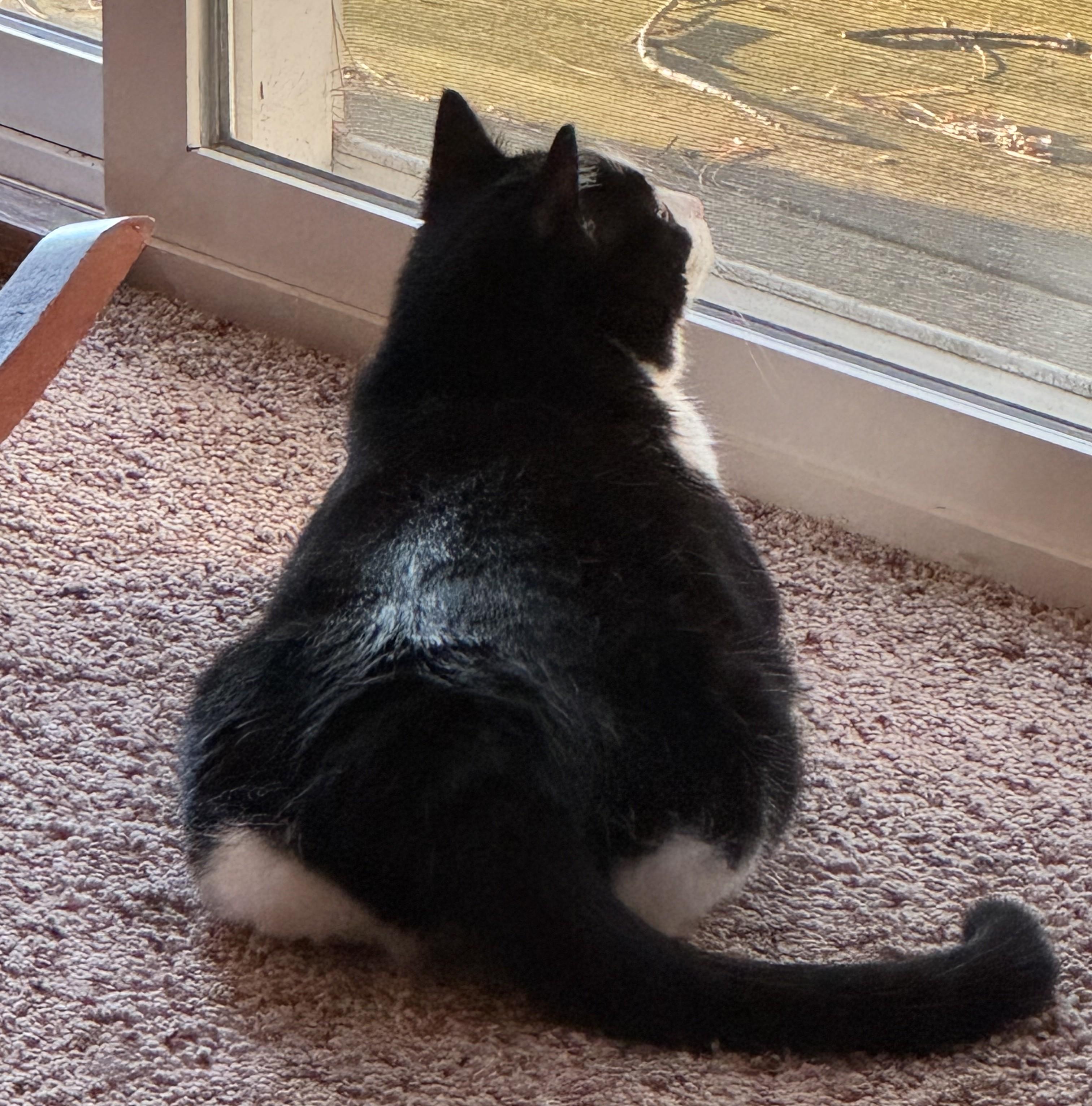 Coco Courtesy Listed, a ADOPTABLE Domestic Short Hair in Midland, MI image 6/6