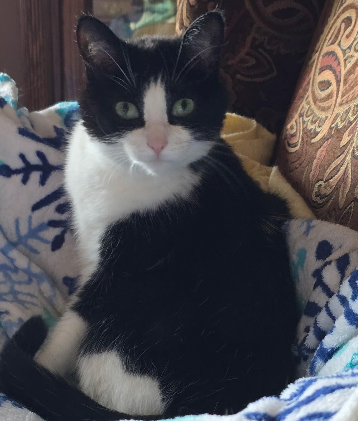 Coco Courtesy Listed, a ADOPTABLE Domestic Short Hair in Midland, MI image 2/6