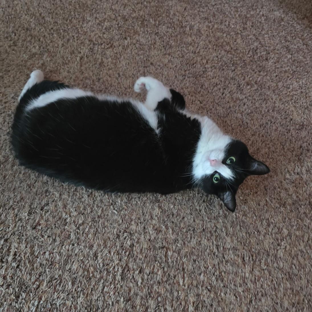 Coco Courtesy Listed, a ADOPTABLE Domestic Short Hair in Midland, MI image 3/6