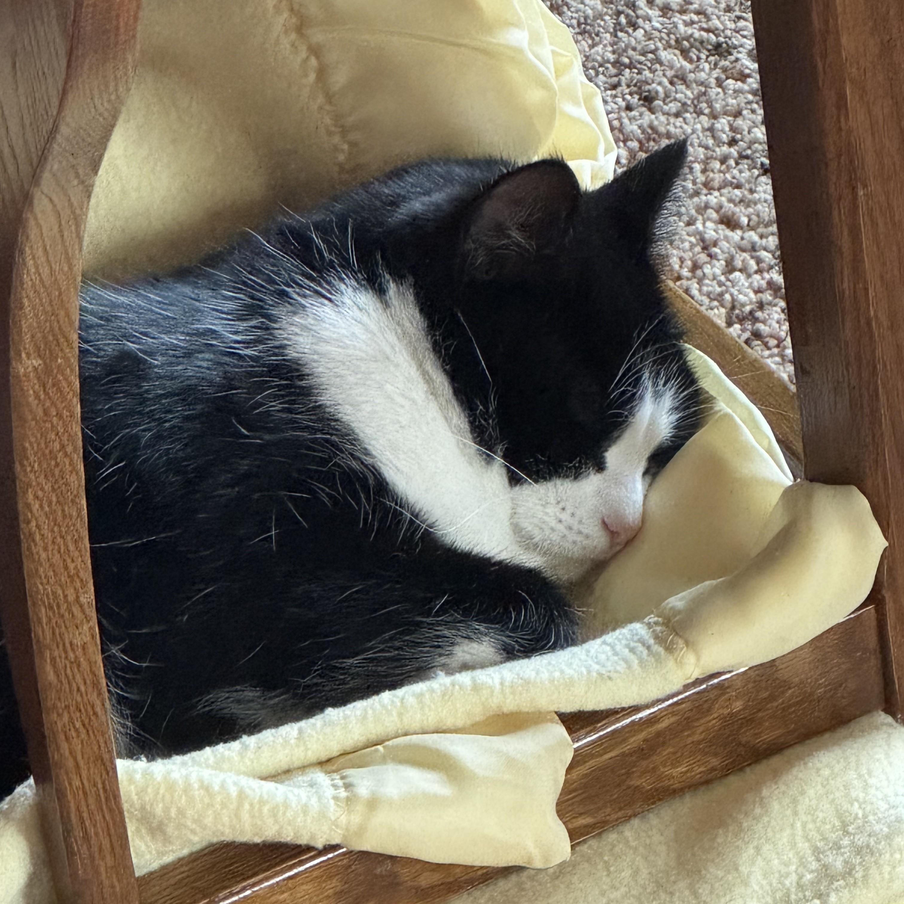 Coco Courtesy Listed, a ADOPTABLE Domestic Short Hair in Midland, MI image 5/6