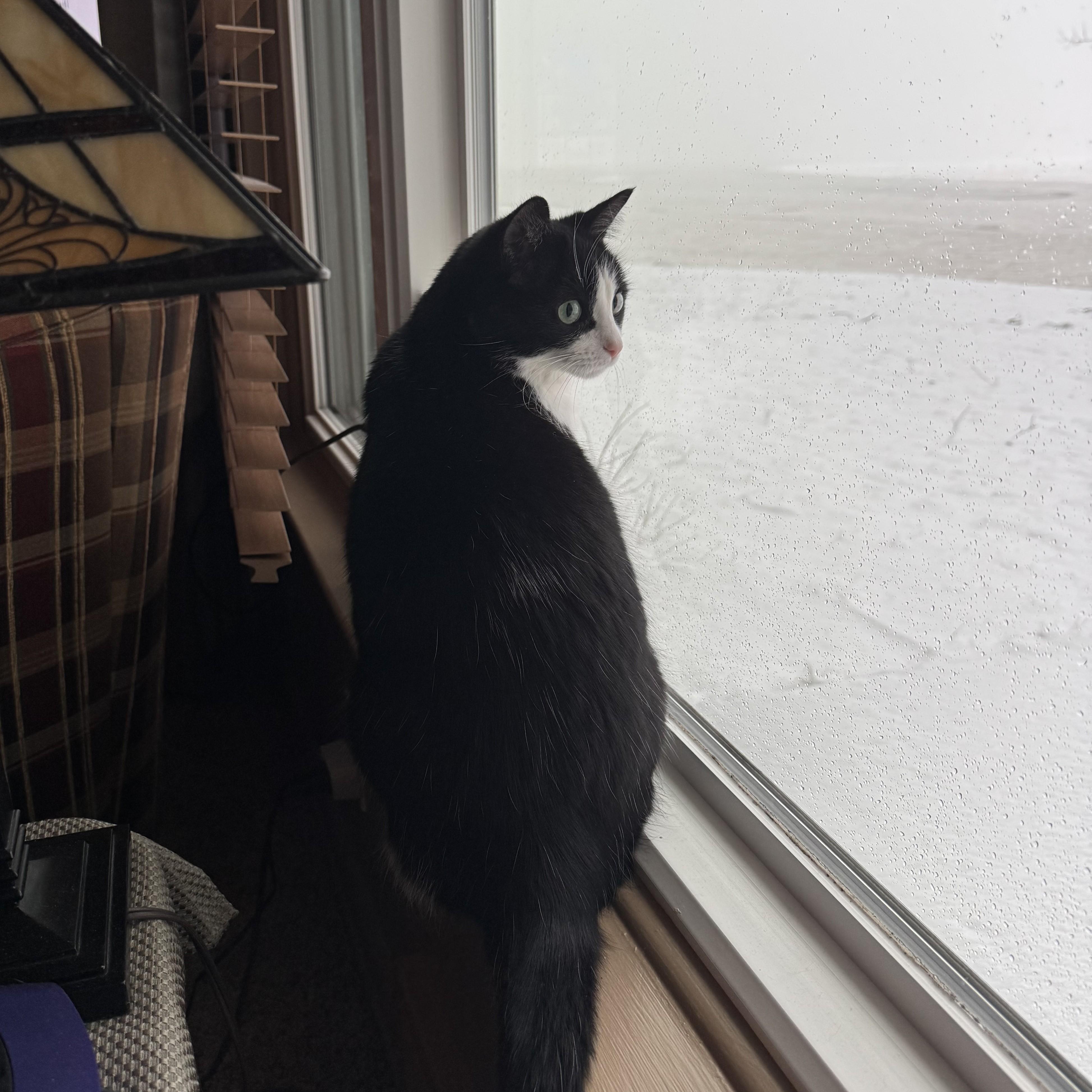 Coco Courtesy Listed, a ADOPTABLE Domestic Short Hair in Midland, MI image 4/6