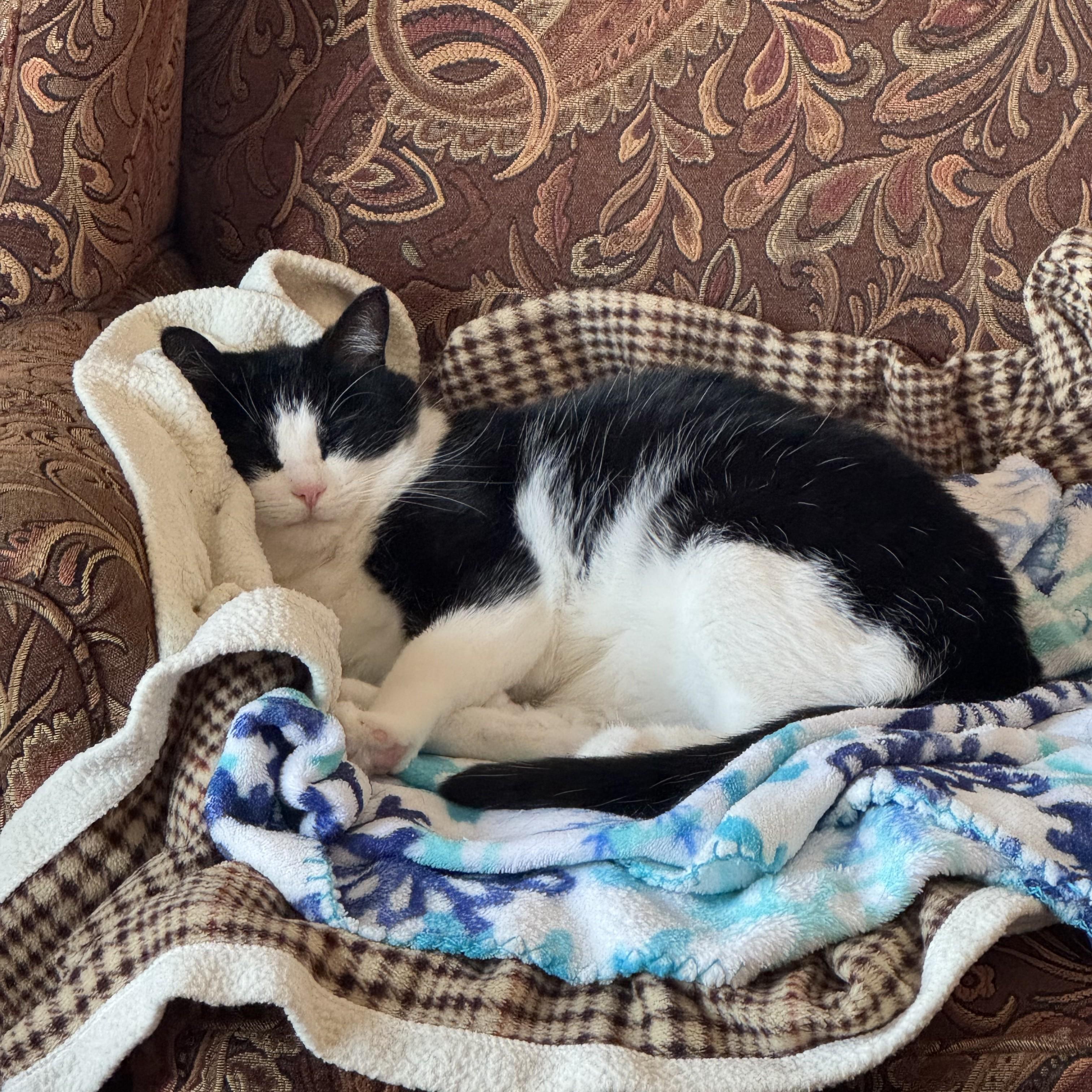 Coco Courtesy Listed, ADOPTABLE, Adult Female Domestic Short Hair.
