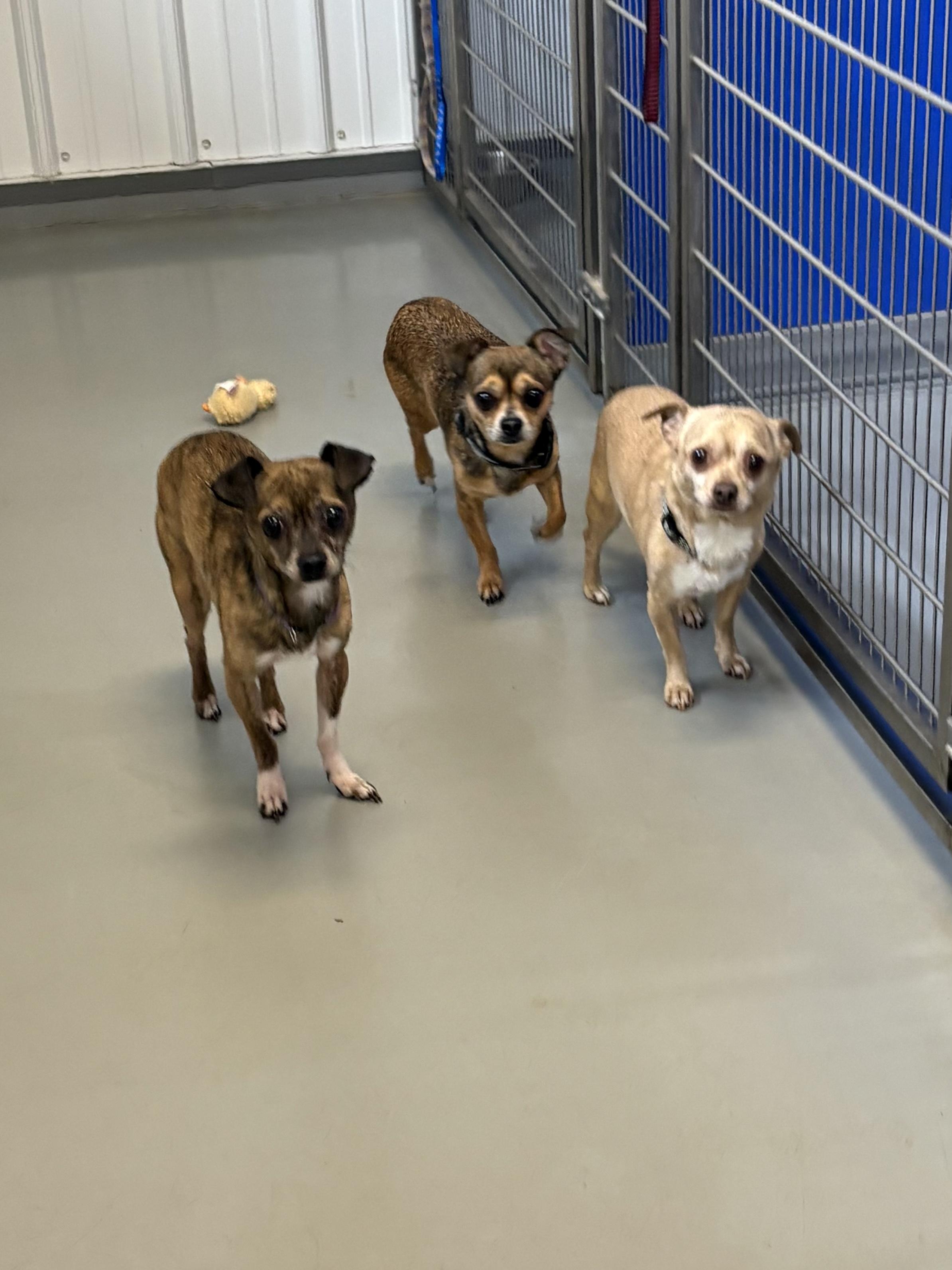 Driftwood, Yoda and Paco, an adoptable Chihuahua in Big Rapids, MI, 49307 | Photo Image 5