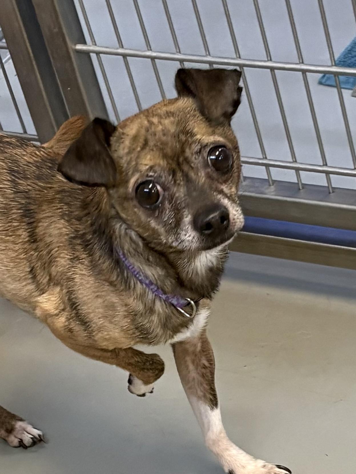 Driftwood, Yoda and Paco, an adoptable Chihuahua in Big Rapids, MI, 49307 | Photo Image 4