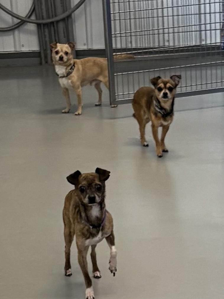 Driftwood, Yoda and Paco, an adoptable Chihuahua in Big Rapids, MI, 49307 | Photo Image 2