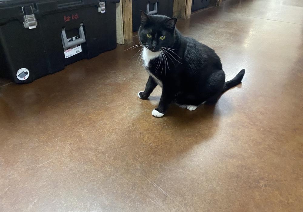 Spidey, Adoptable, Adult Male Domestic Short Hair.