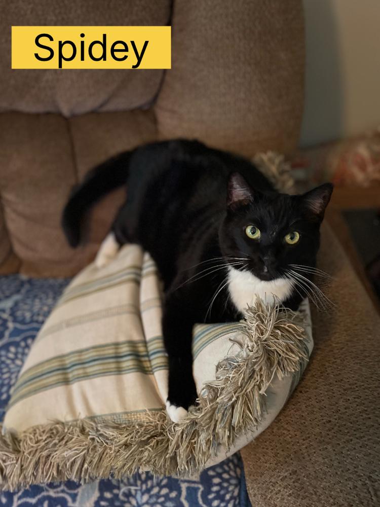 Spidey, Adoptable, Adult Male Domestic Short Hair.