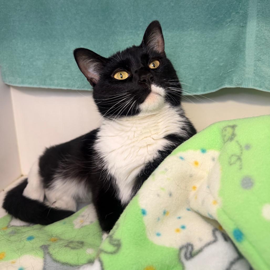 Enlarge Dianna, a Adoptable Domestic Short Hair in Council Bluffs, IA image 1/2